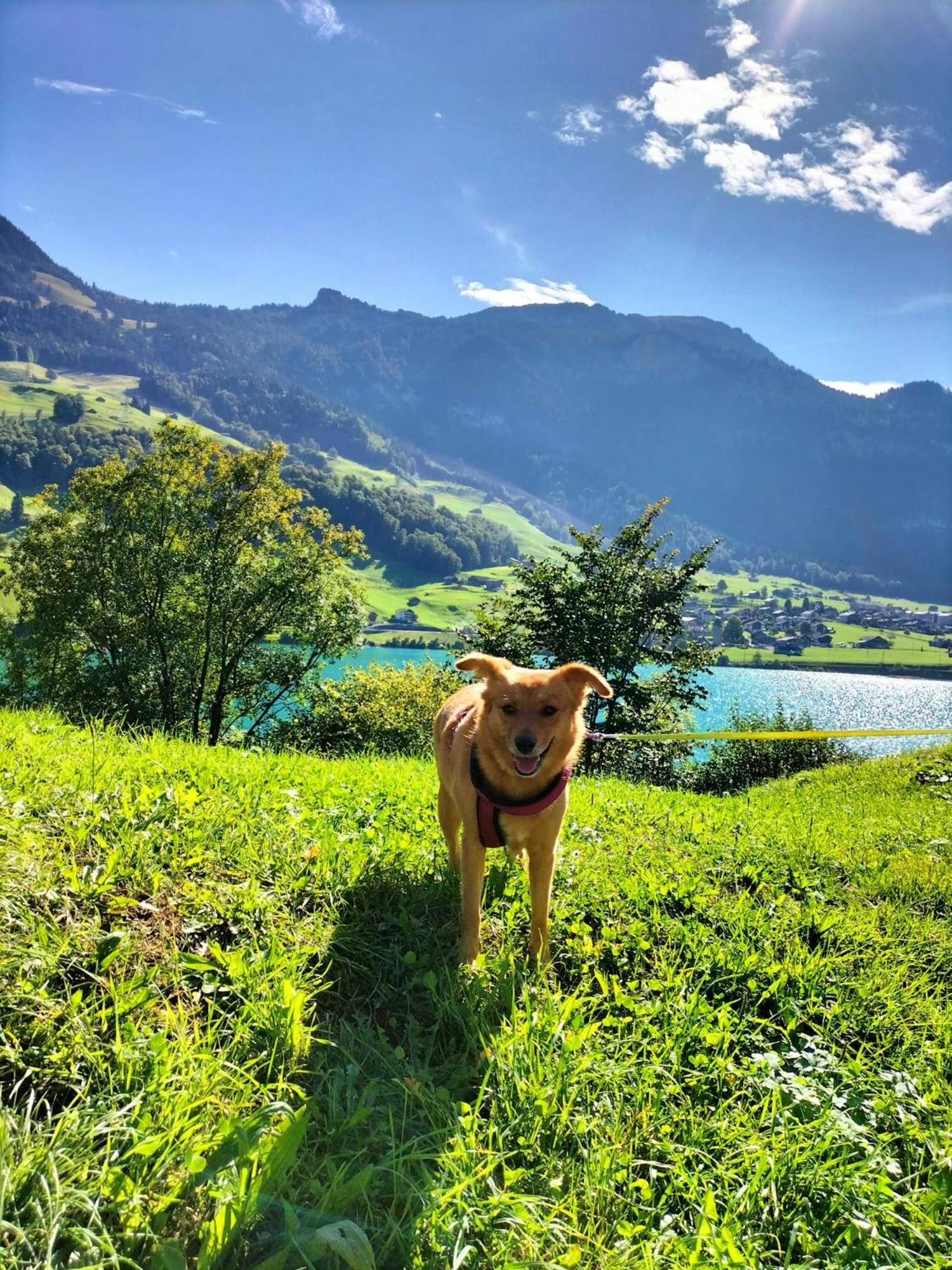 Gemuetliche Fewo Mit Sauna Inmitten Der Berge Meiringen Eksteriør bilde