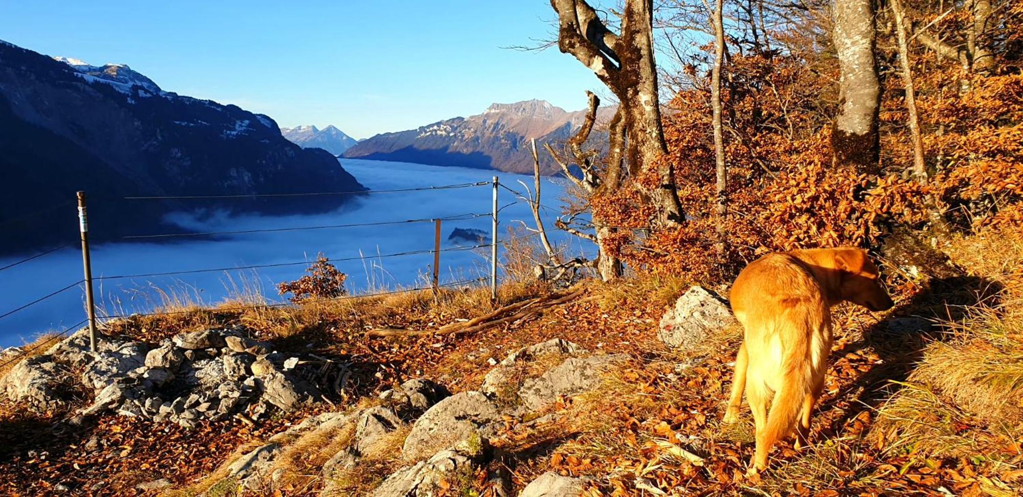 Gemuetliche Fewo Mit Sauna Inmitten Der Berge Meiringen Eksteriør bilde